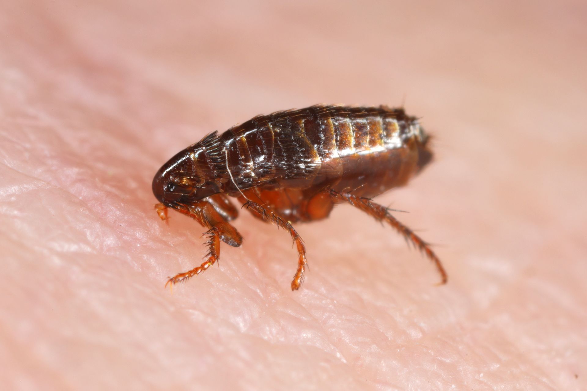 Flea on skin, small, dark brown insect with long legs and antennae.
