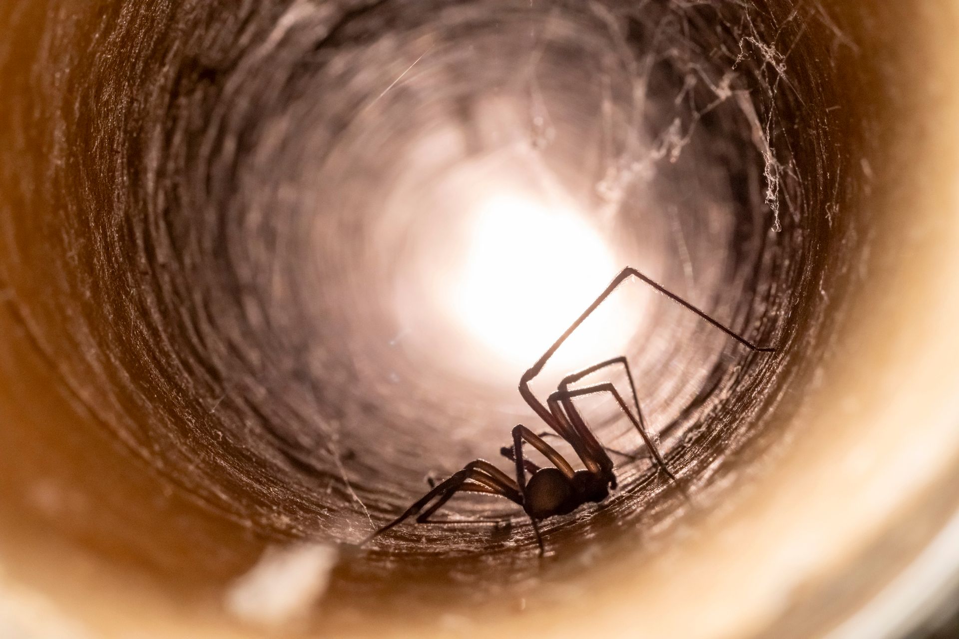 Spider inside a hollow tube, silhouetted against a bright opening, displaying web structure.