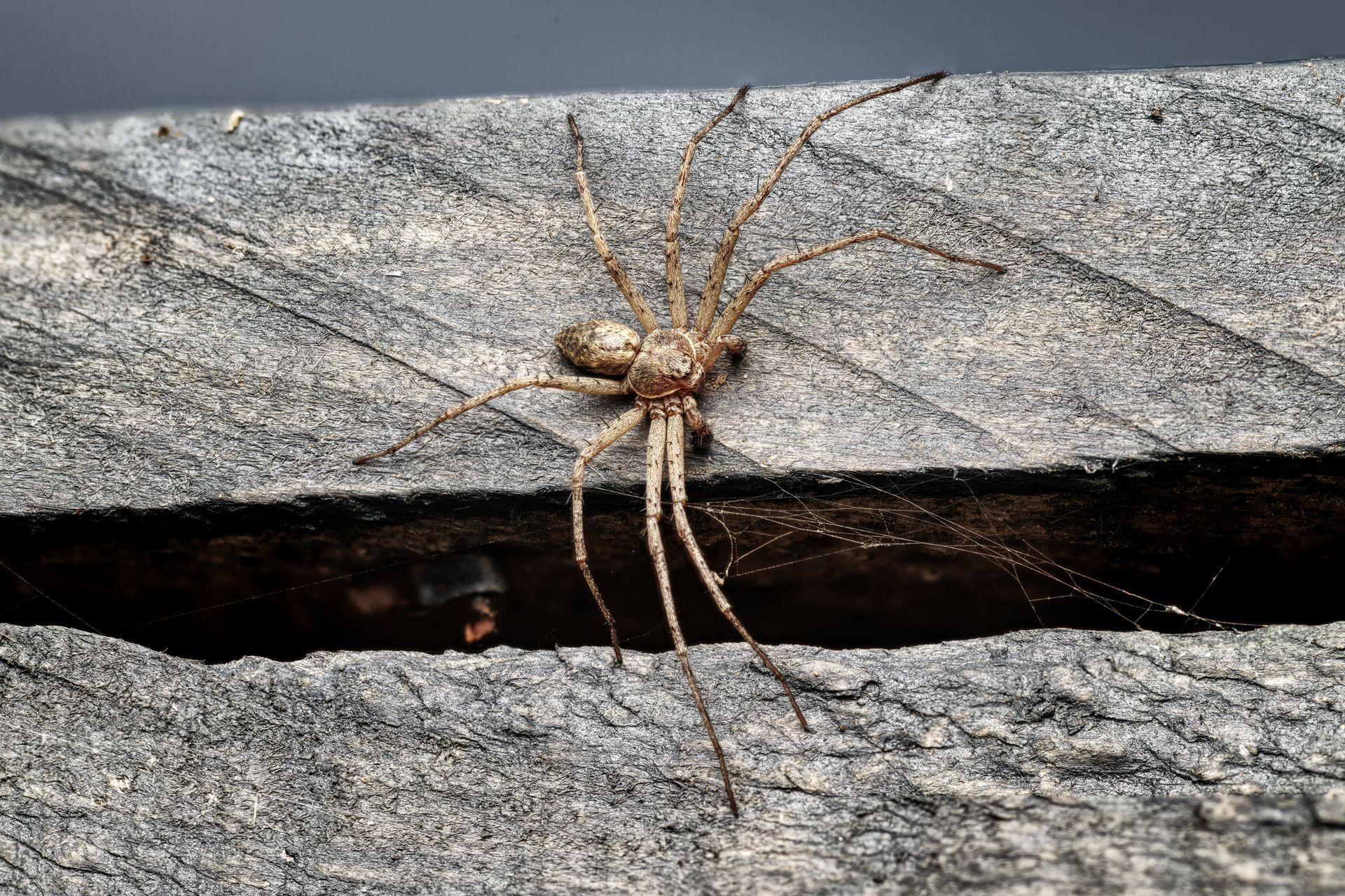 Brown spider with long legs on gray wooden planks.