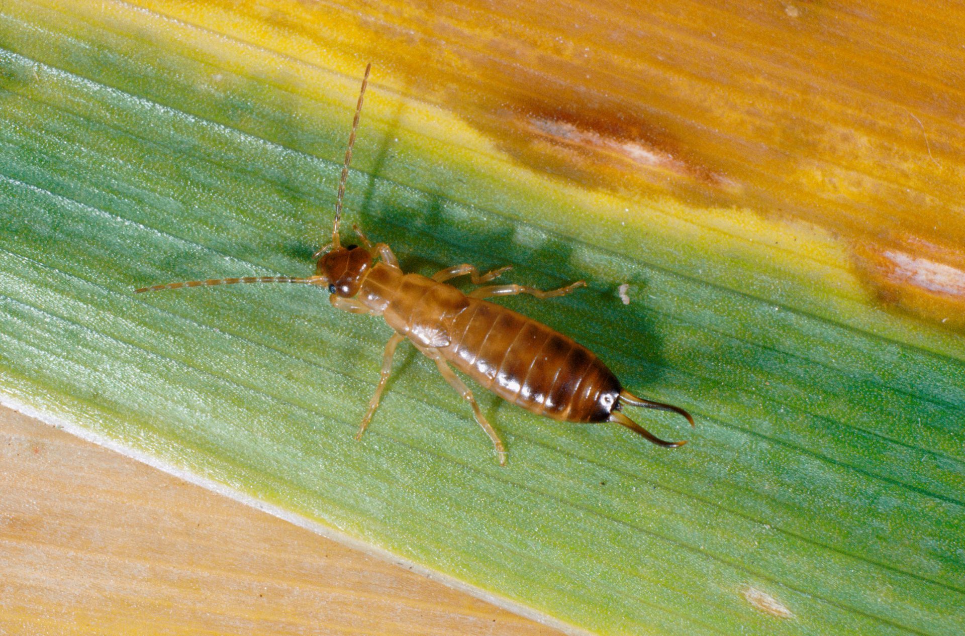 Earwig insect on green and yellow leaf.