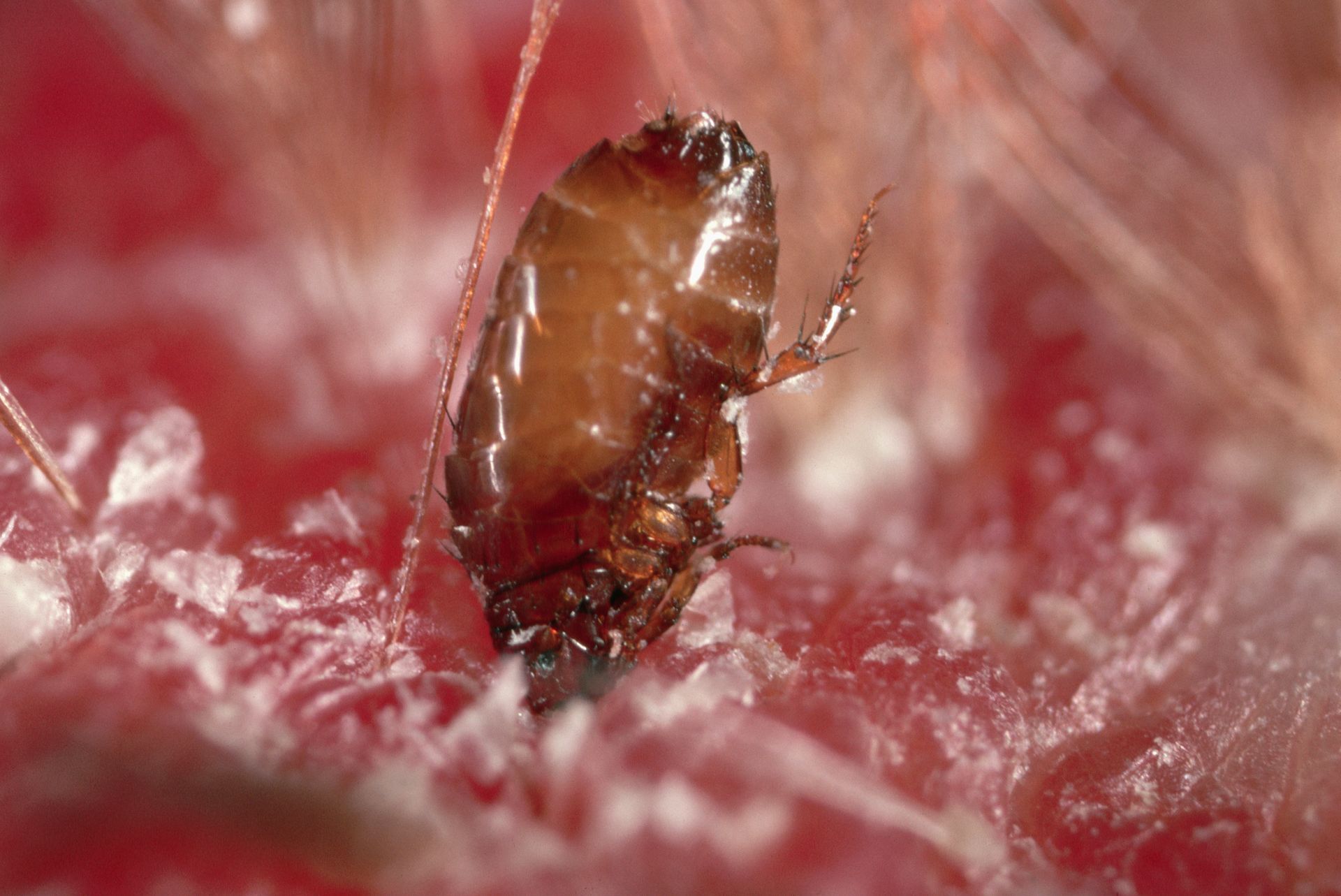 Close-up of a brown chicken mite on pink tissue, with white debris and pink feathers.