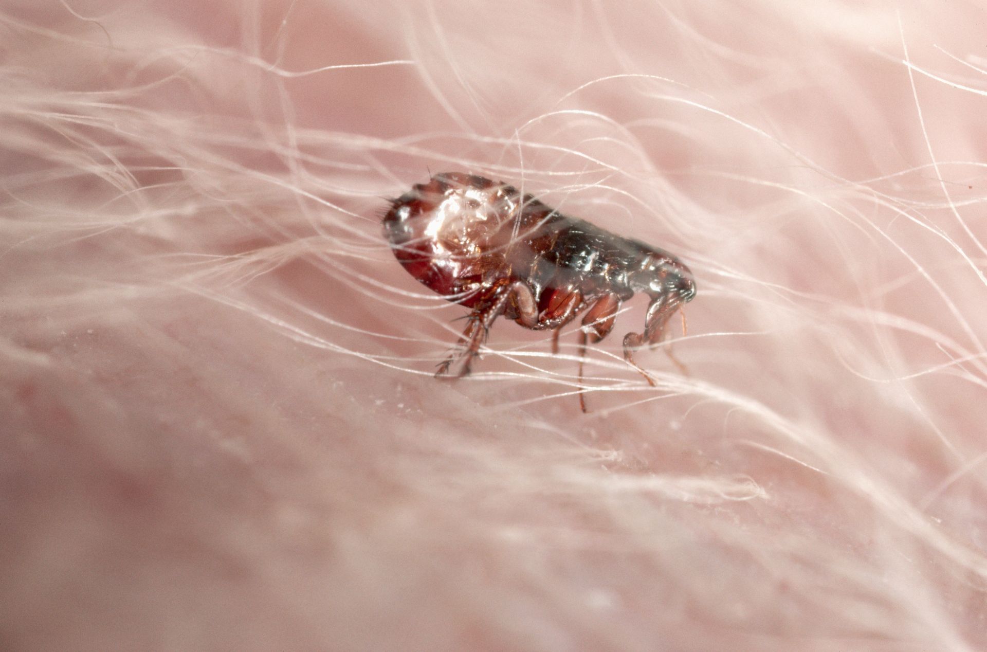 Close-up of a flea on white, fluffy material. The flea is brown and black.