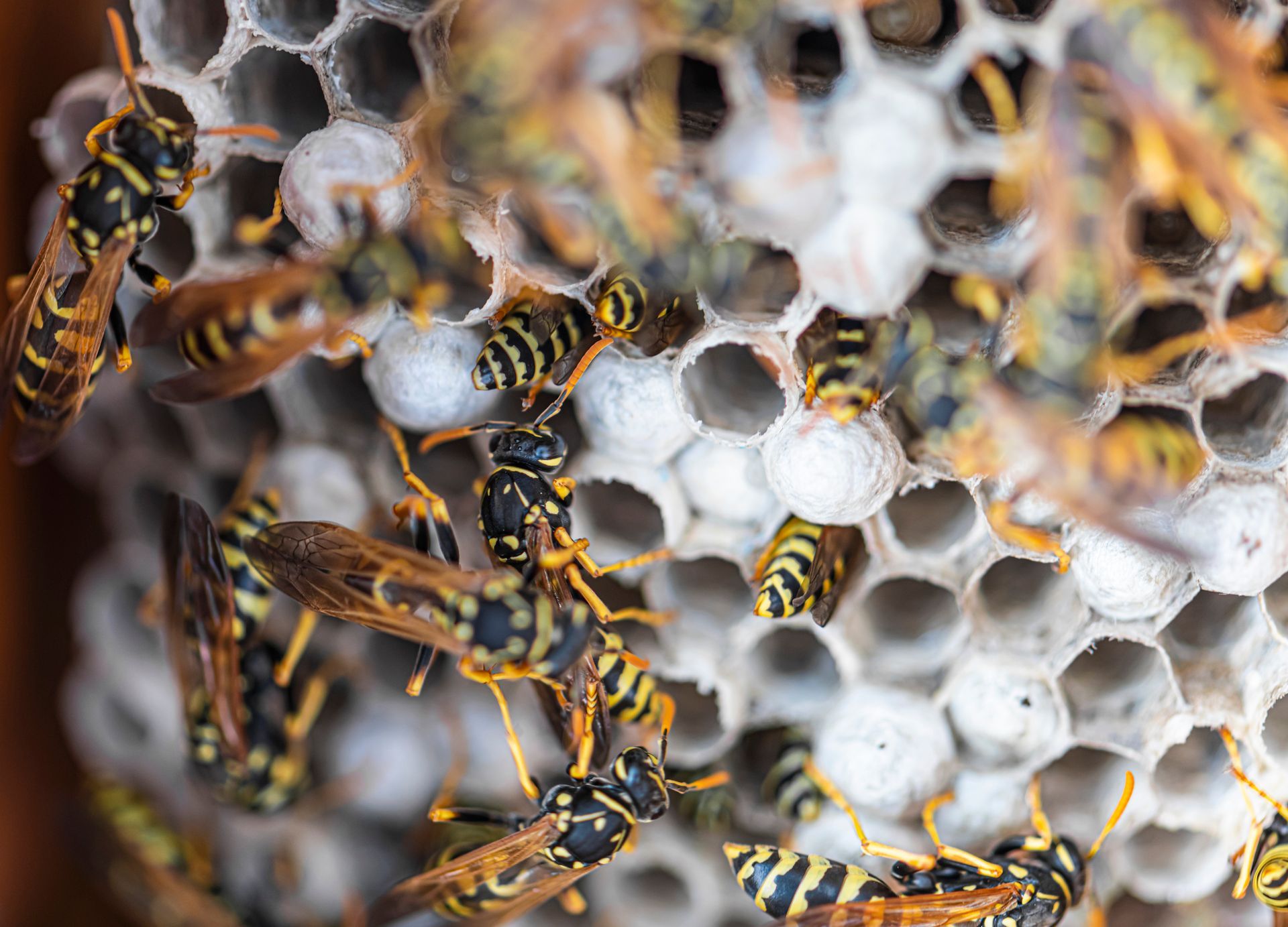 Wasps on honeycomb, yellow and black markings.