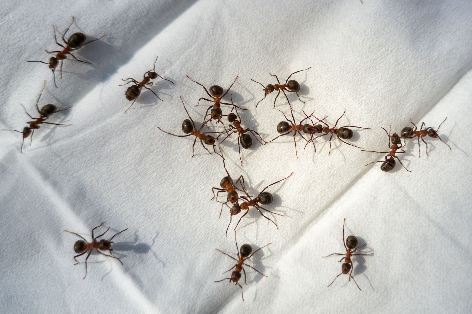 Brown ants crawling on a white cloth.