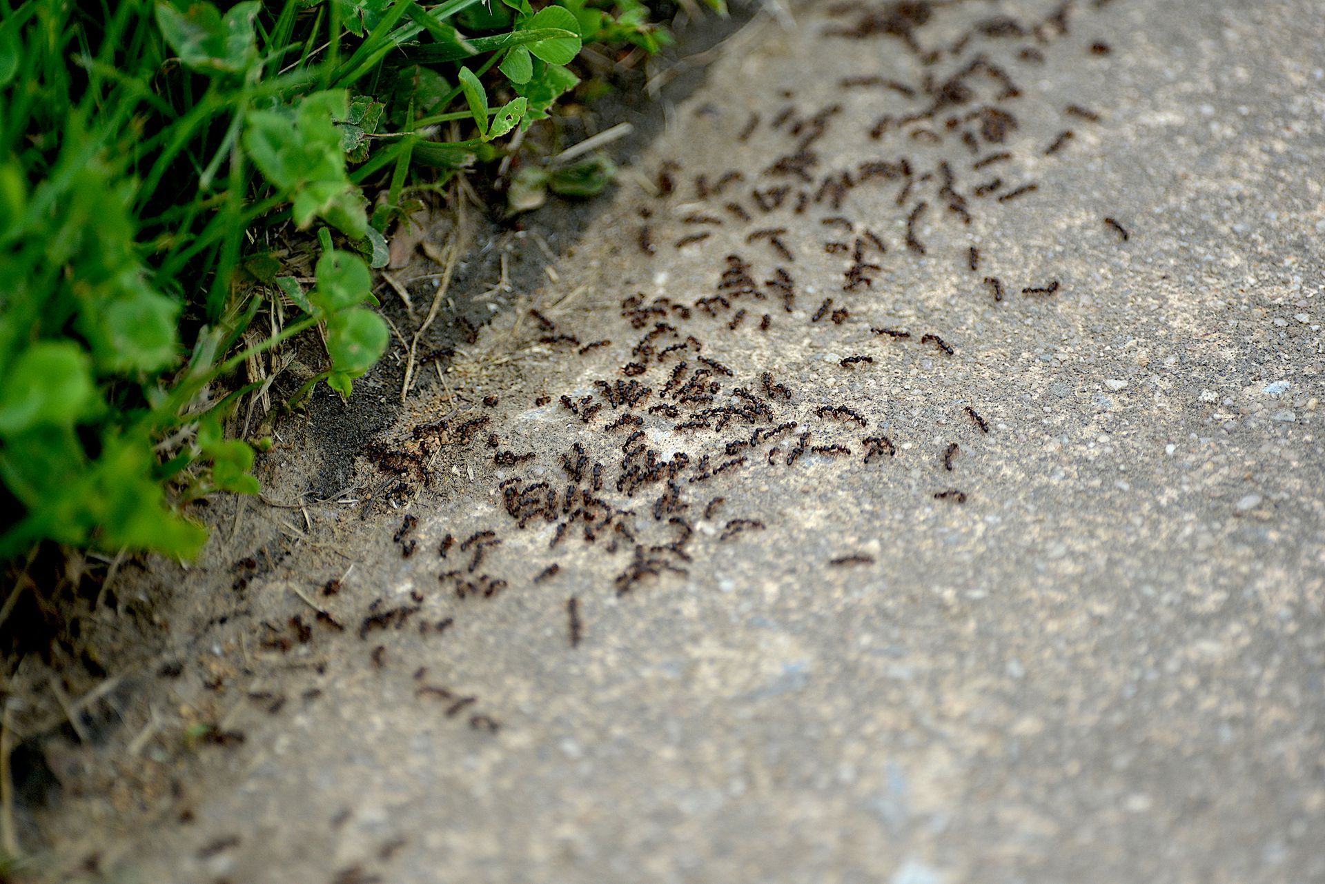 Colony of dark ants on a gray concrete surface, near green grass.