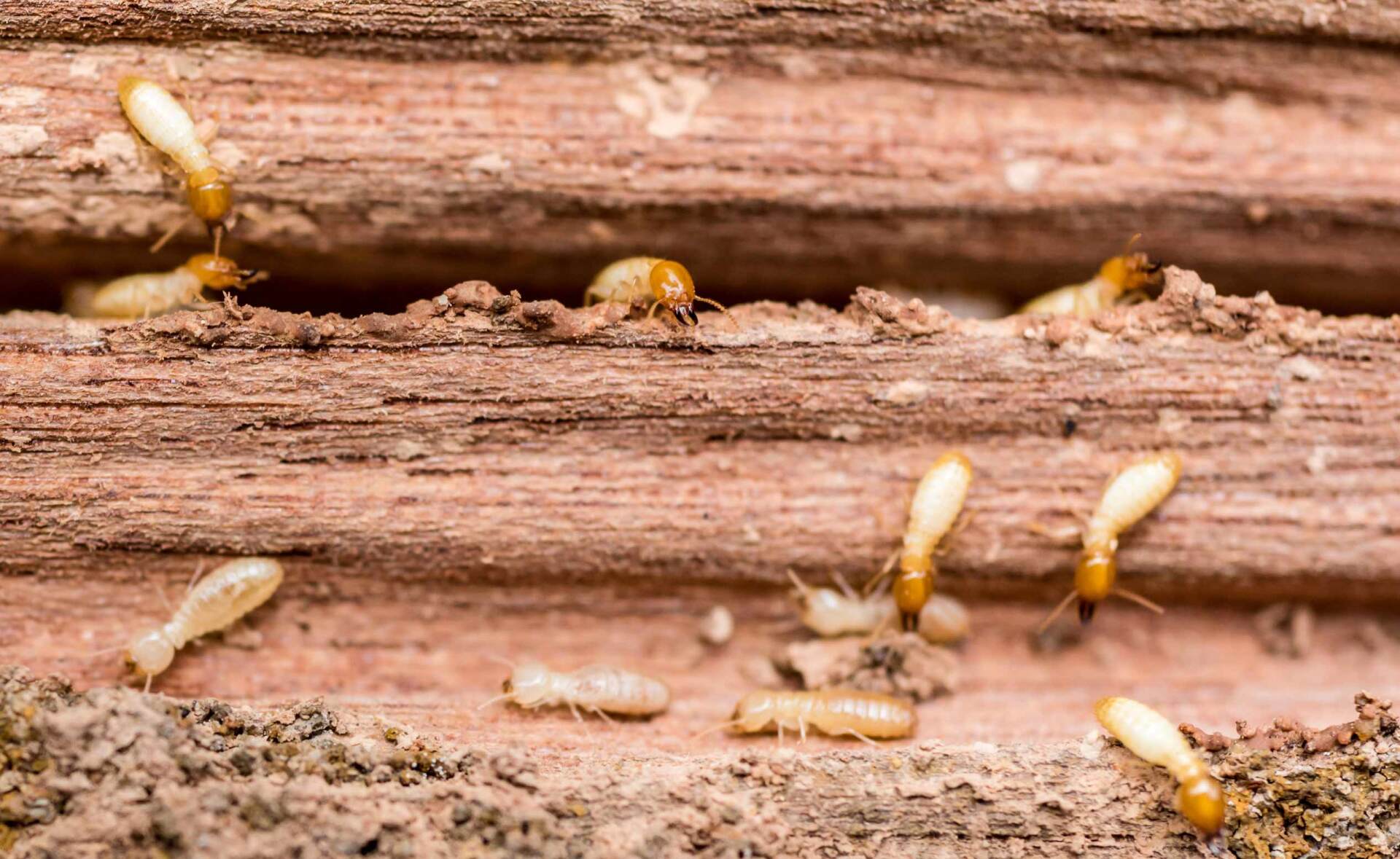 Pest Control Glenmore Park, NSW Assassin Pest Control