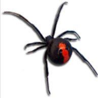 Australian Redback Spider – Sydney, NSW – Assassin Pest Control