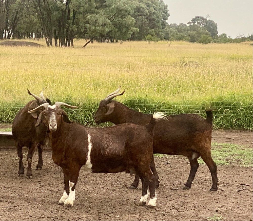 Grassland Goats Paddock to Plate