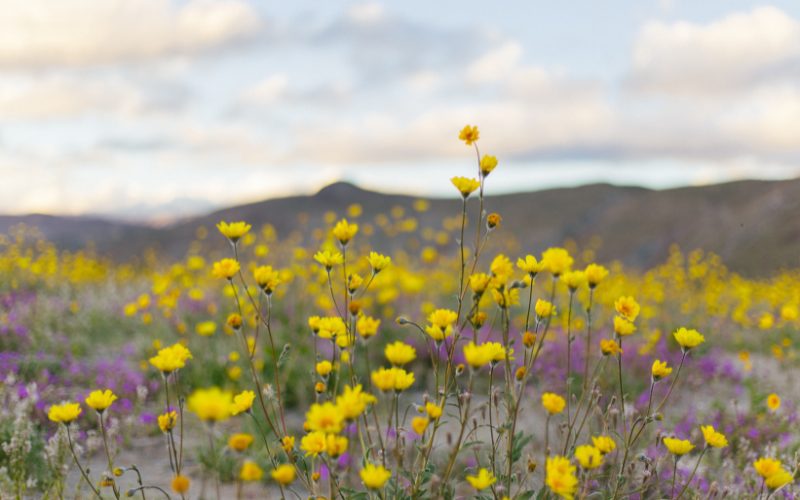 The Best Place to See The 2023 Super Bloom; San Diego