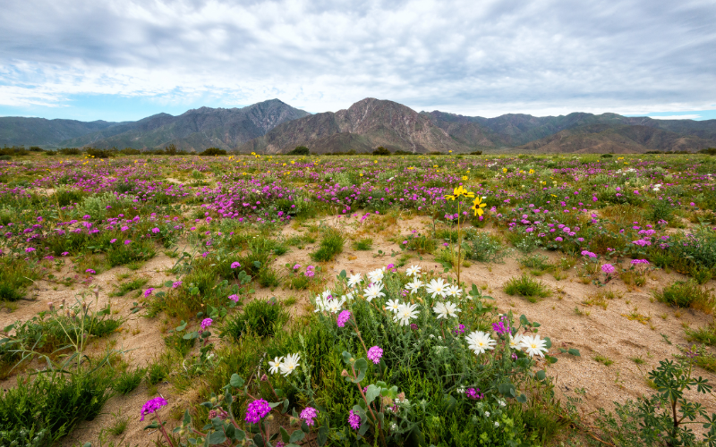 Anza-Borrego Desert State Park Flowers