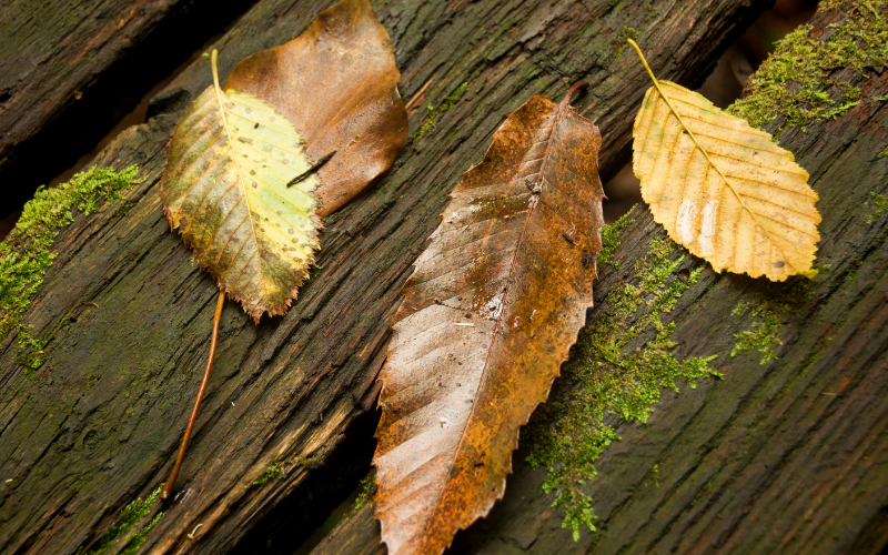 dead leaves on wood deck