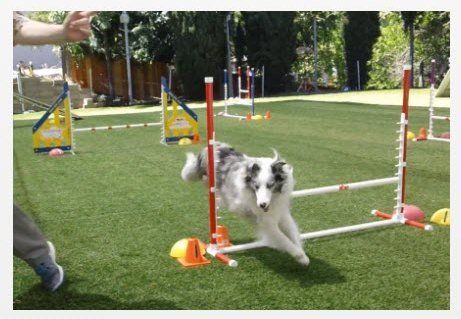 Agility dog Magic Momo Superdog takes jump to turn right
