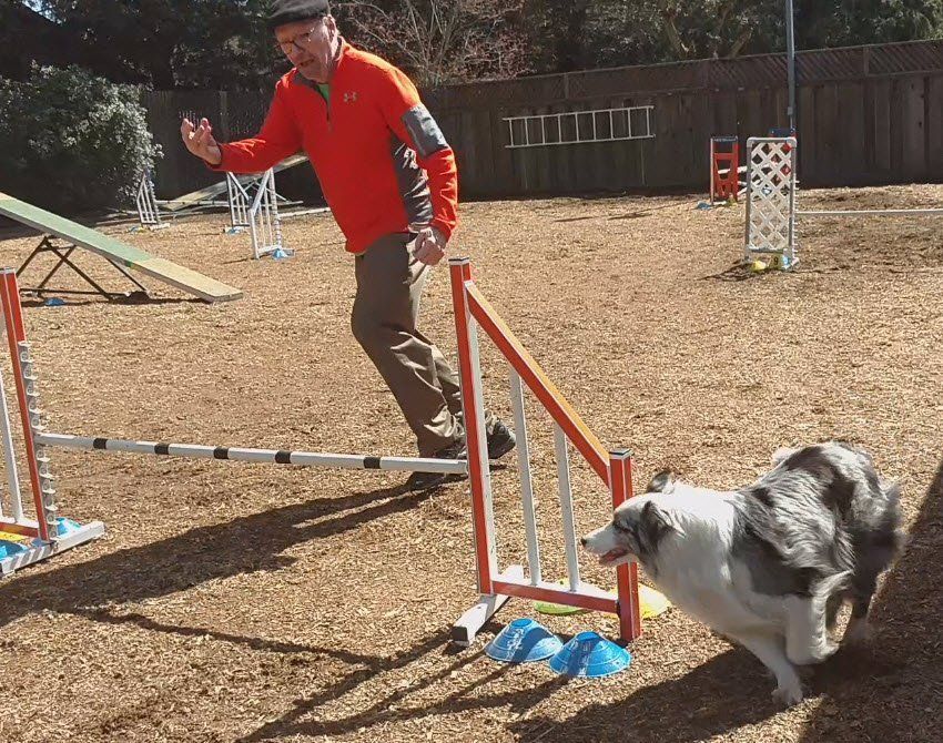 dog agility backside jump