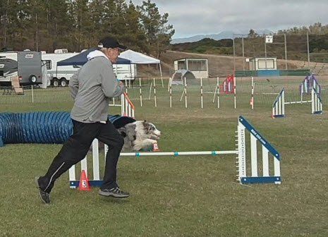 building speed in dog agility