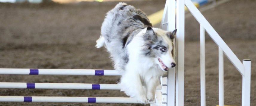 dog agility sharp turn