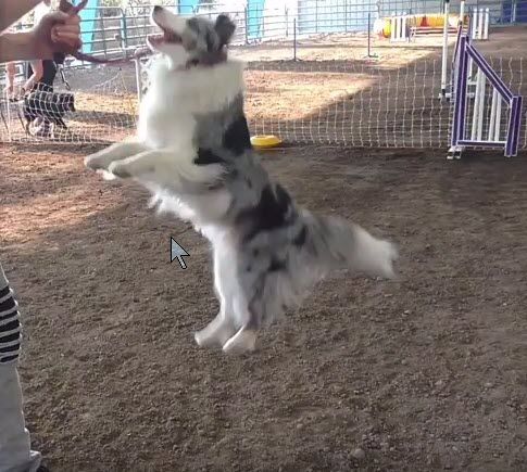 Help your dog get excited outside the rin and do fun tricks, like this 