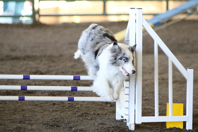 Front Cross - Dog agility clicker training 
