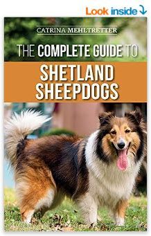 shetland sheepdogs