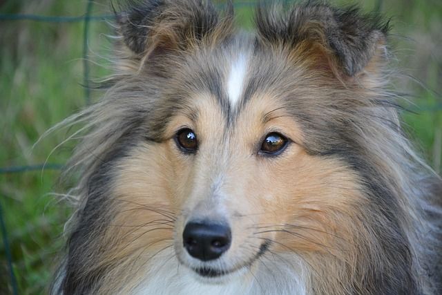 Shelties can be fast and agile in dog agility