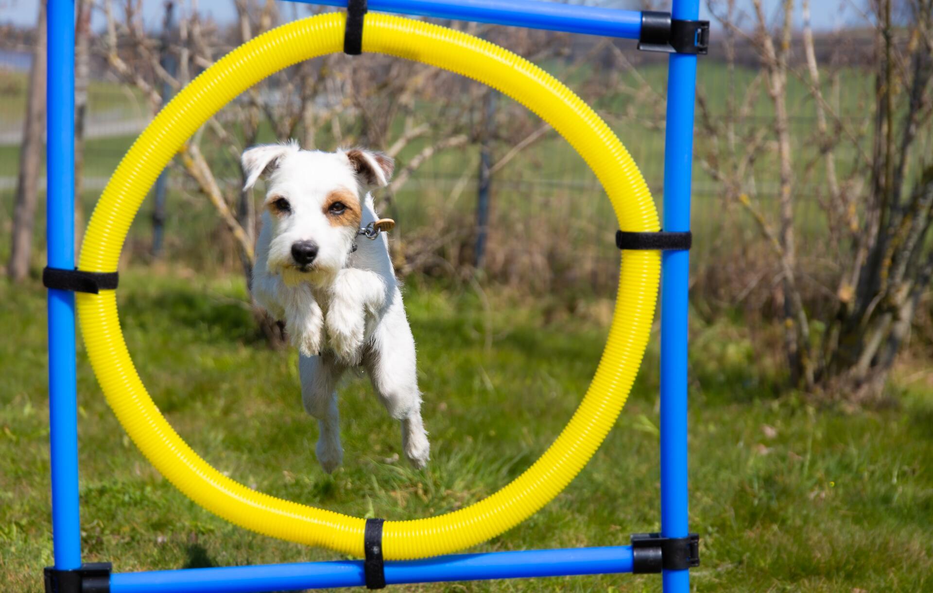 Cute dog agility dog jumping through tire