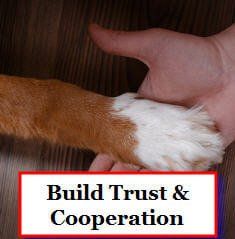building trust between you and your dog