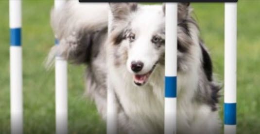 weave poles in dog agility