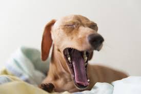 Yawn to manage stress