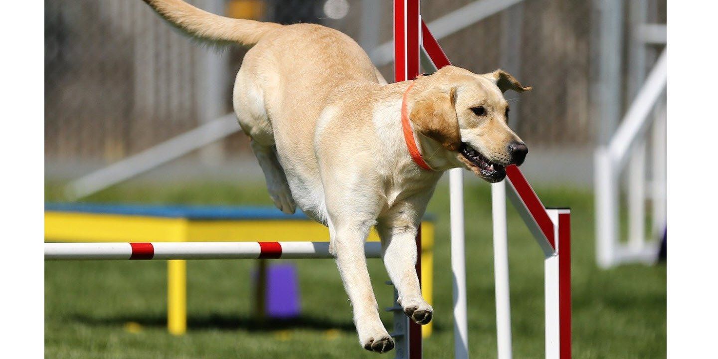 Golden enjoys taking a jump in dog agility