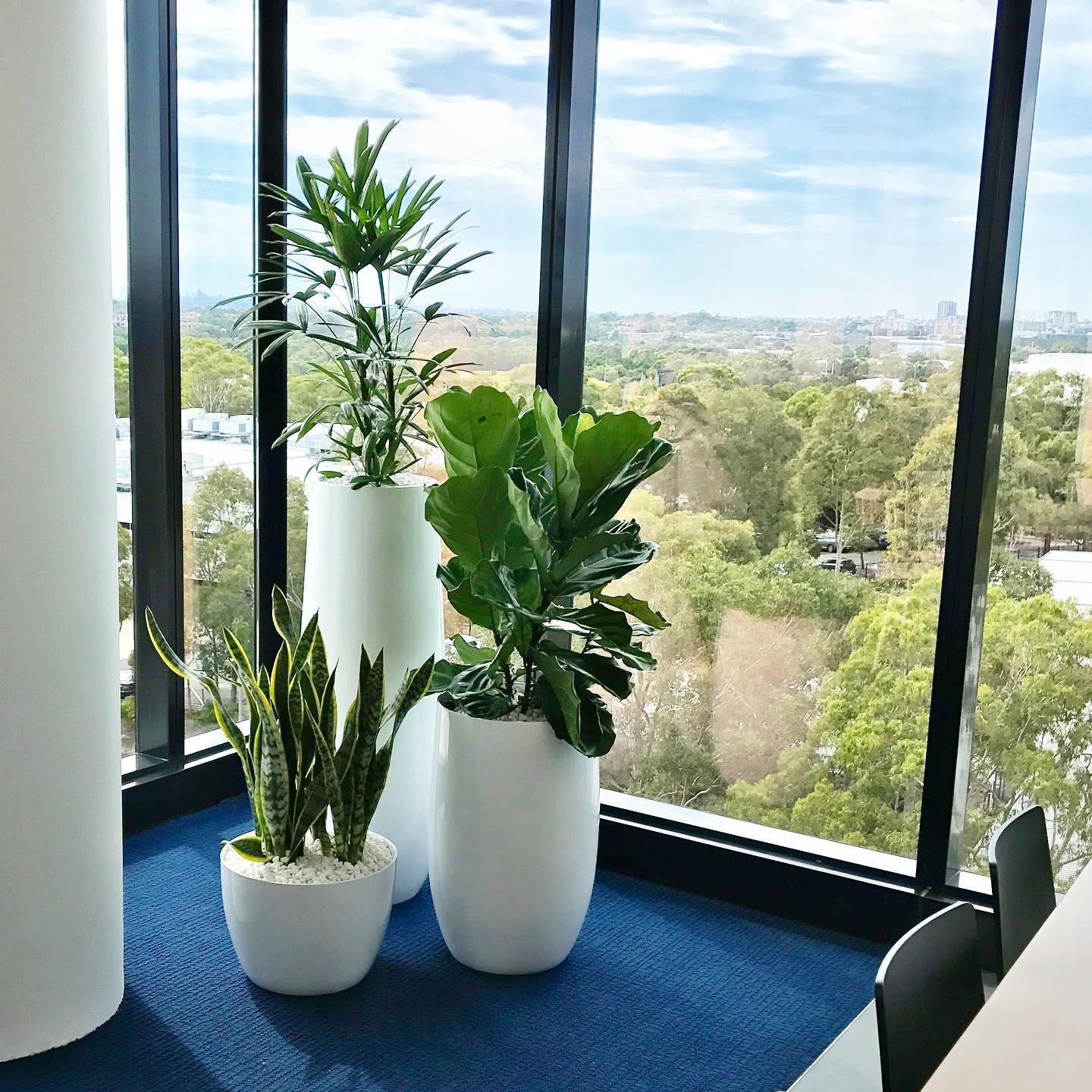 Ceramalite — Gymea Bay, NSW — Office Oasis Indoor Plant Hire