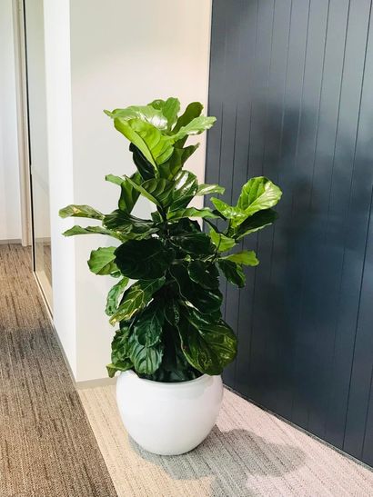 Indoor Plant Solutions | Gymea Bay, NSW | Office Oasis