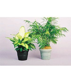 Vase Table Bowls — Gymea Bay, NSW — Office Oasis Indoor Plant Hire