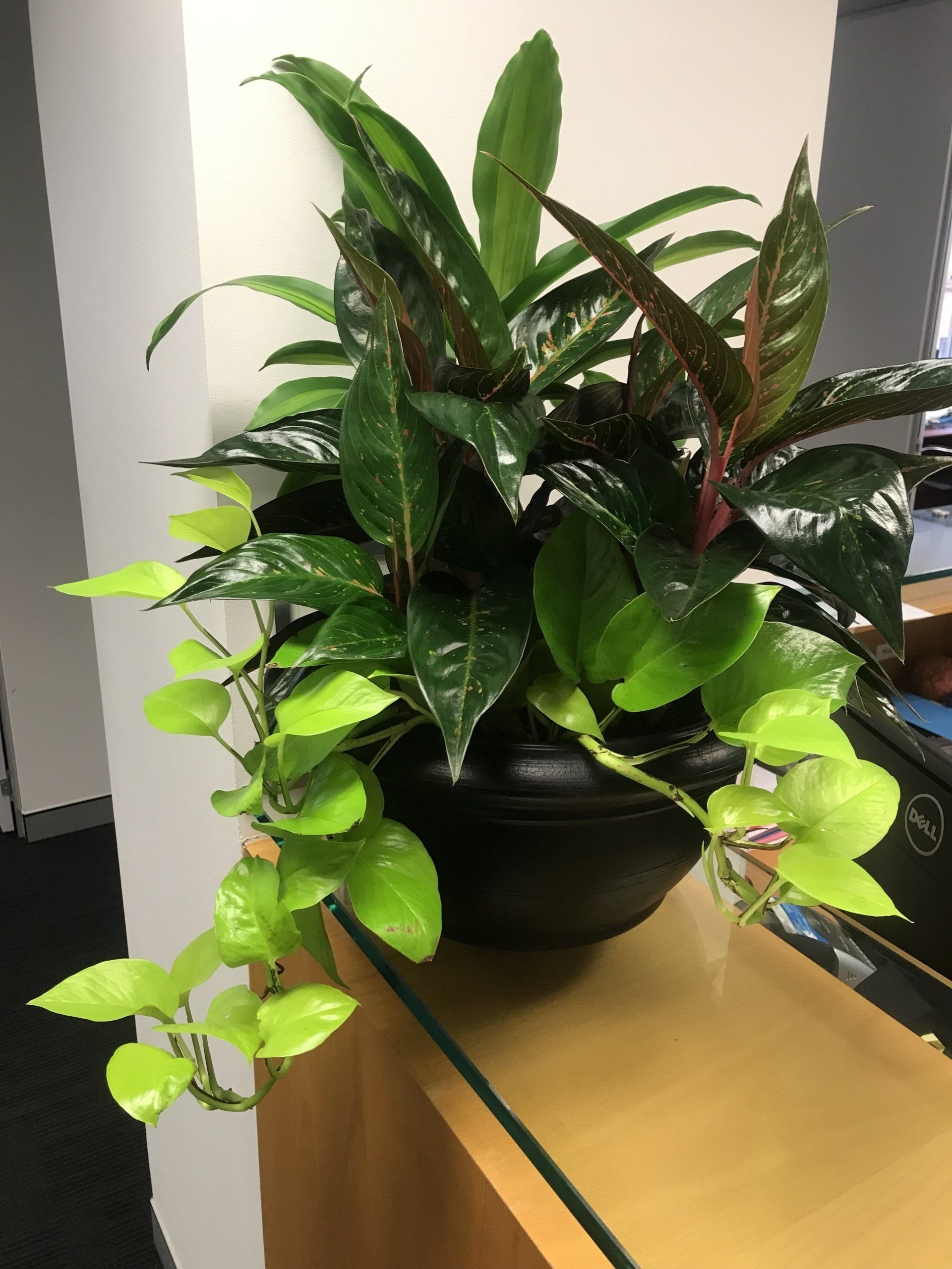 Venetian Urn Arrangement — Gymea Bay, NSW — Office Oasis Indoor Plant Hire