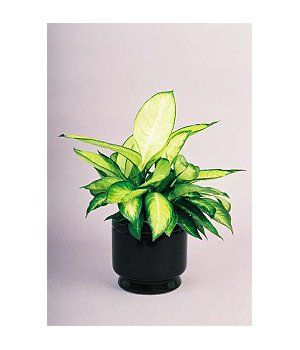 Table Planter Dieffenbachia — Gymea Bay, NSW — Office Oasis Indoor Plant Hire
