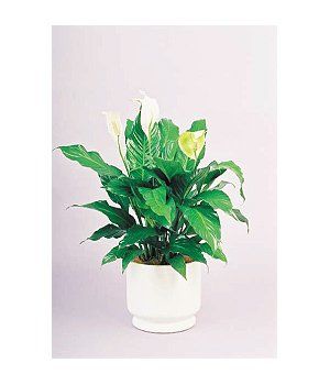 Table Planter Spathiphyllum — Gymea Bay, NSW — Office Oasis Indoor Plant Hire