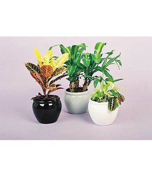 Small Table Planter — Gymea Bay, NSW — Office Oasis Indoor Plant Hire