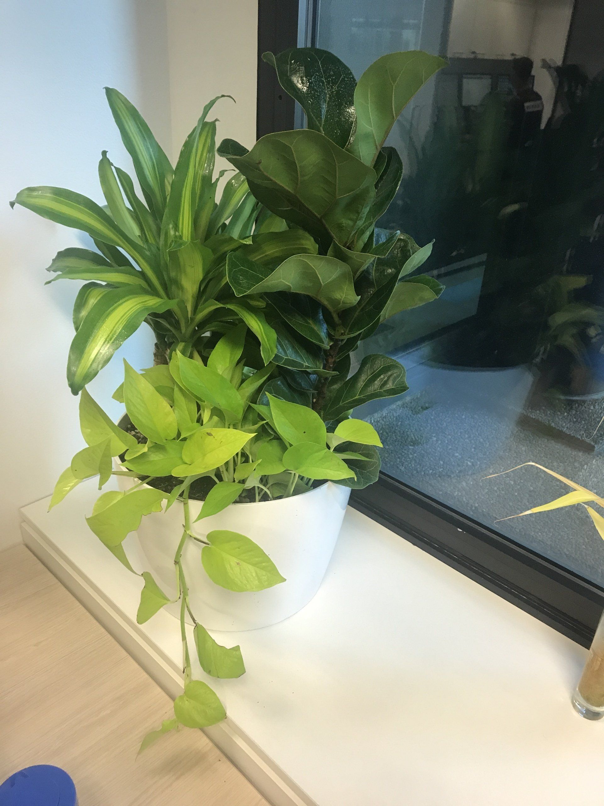 Office Indoor Plants — Gymea Bay, NSW — Office Oasis Indoor Plant Hire