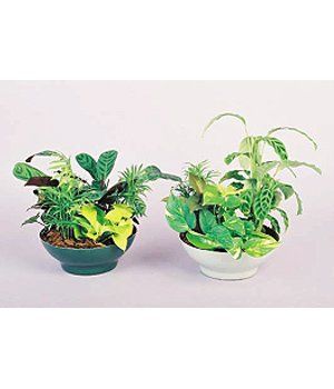 Bowls — Gymea Bay, NSW — Office Oasis Indoor Plant Hire