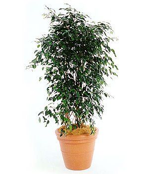 Free-Standing — Gymea Bay, NSW — Office Oasis Indoor Plant Hire