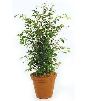 Ficus Bush — Gymea Bay, NSW — Office Oasis Indoor Plant Hire