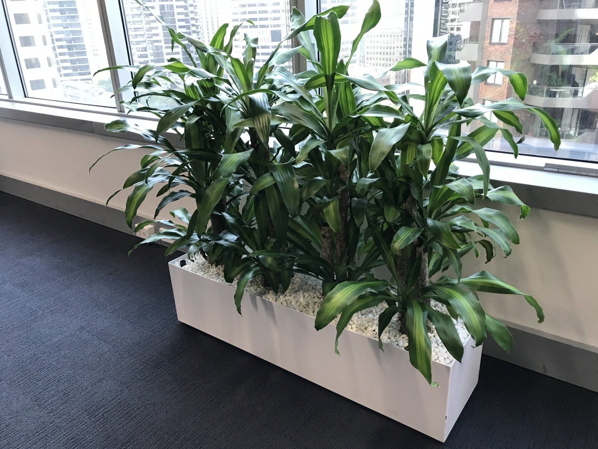 Steel Smart — Gymea Bay, NSW — Office Oasis Indoor Plant Hire