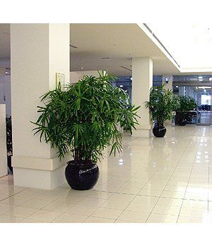 Building Lobby After — Gymea Bay, NSW — Office Oasis Indoor Plant Hire