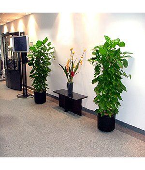 Office Hallway After — Gymea Bay, NSW — Office Oasis Indoor Plant Hire