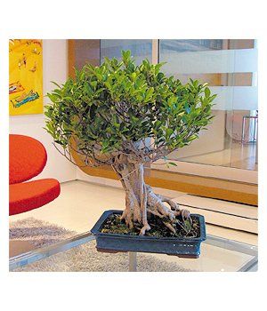 Indoor Office Bonsai — Gymea Bay, NSW — Office Oasis Indoor Plant Hire