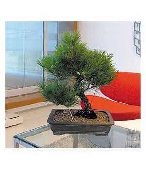 Bonsai in the Office — Gymea Bay, NSW — Office Oasis Indoor Plant Hire