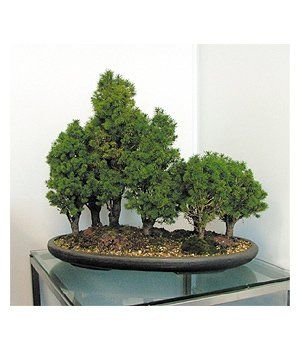 Bonsai Display — Gymea Bay, NSW — Office Oasis Indoor Plant Hire