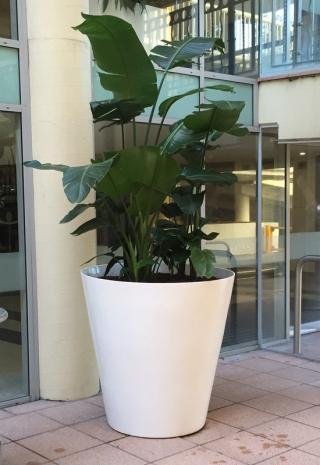 Ceramalite Wedge — Gymea Bay, NSW — Office Oasis Indoor Plant Hire