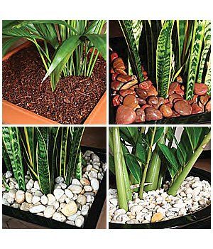 Toppings — Gymea Bay, NSW — Office Oasis Indoor Plant Hire