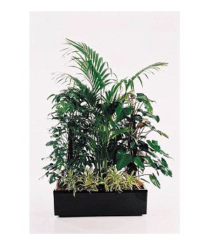 Planter Troughs — Gymea Bay, NSW — Office Oasis Indoor Plant Hire