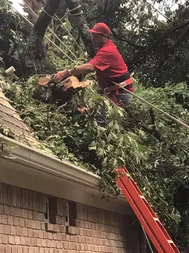 A man is cutting a tree on the roof of a house.