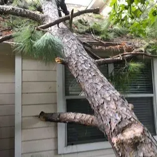 A large pine tree has fallen on top of a house.